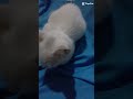 trend hungria 🐈 #trending #foryou #shortsfeed #easy #fun #trendingshorts #foryou #fy