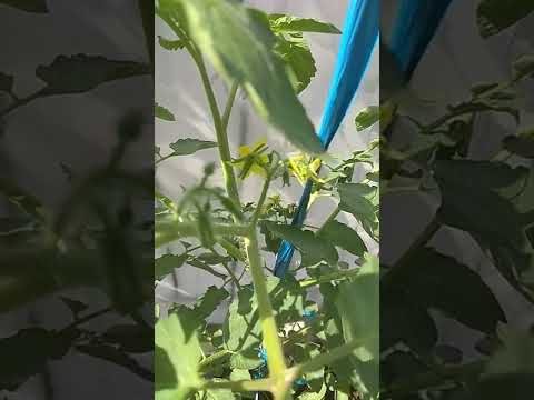 Manfaatkan Teras rumah untuk tanam tomat.