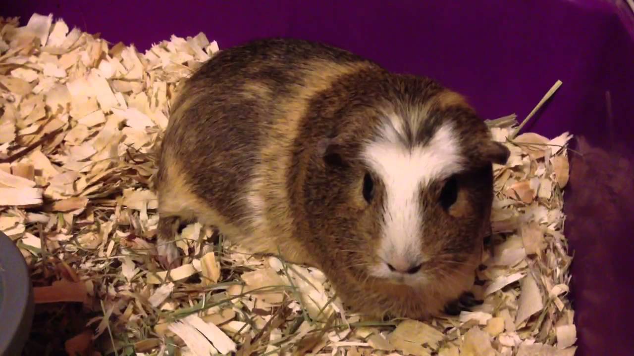 Guinea Pig breathing heavy YouTube