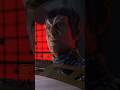 Picard Confronts Tomalak (again) | The Enemy |#scifi #startrektng #starfleet #romulan