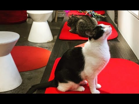 LIVE: Koneko Cat Cafe in NYC | The Dodo - YouTube