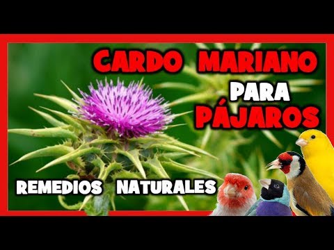 Cardo mariano per canarini e uccelli 🐤 Alimentazione per allevare canarini e uccelli