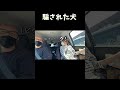 騙された犬