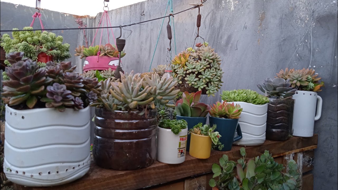 Tour pelas minhas suculentas #tudoviravasos #substratoparasuculentas