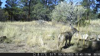 Coyote in Backyard