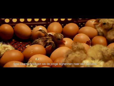 Video: Waar Komen De Eieren Van Een Kip Vandaan?