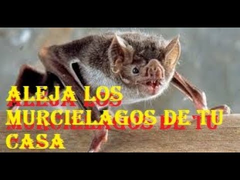 ALEJA LOS MURCIELAGOS DE TU CASA hqdefault