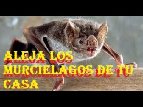 Video: Una infección en la lengua de un gato