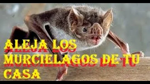 ¿Cómo se limpia una casa después de un murciélago?