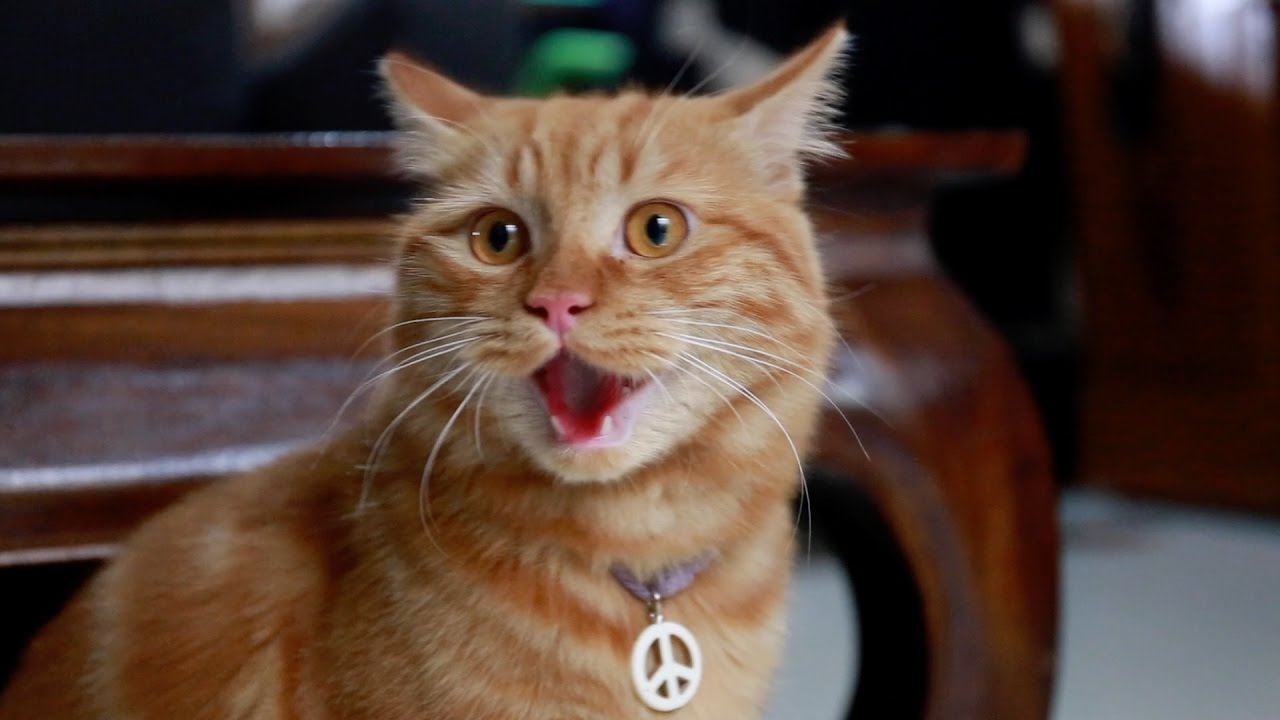 Cara Membuat Kucing  Tidak Kabur Dari Rumah YouTube  Cara Membuat Kucing  Tidak Kabur Dari Rumah YouTube