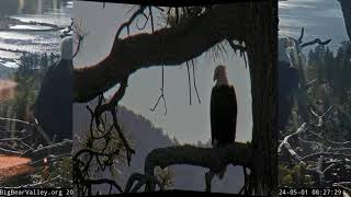 Jackie's breakfast FOBBV CAM Big Bear Bald Eagle Live Nest Cam 1 \/ Wide View Cam 2