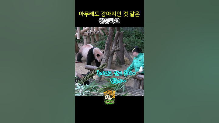 아무래도 강아지인 것 같은 쌍둥바오
