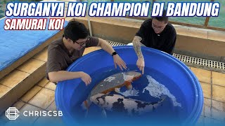 Surganya Ikan Koi Champion International di Bandung @SAMURAIKOICENTRE2000  Kohaku Grand Champion