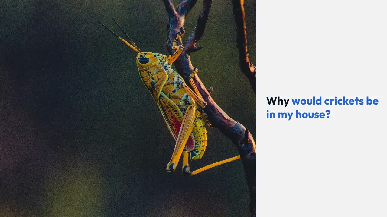 How Long Can Crickets Live Without Food And Water