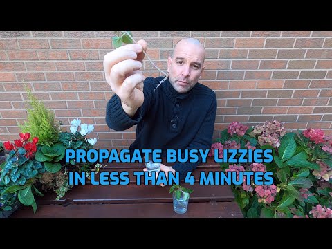 How to Propagate Busy Lizzies in Less Than 4 Minutes