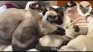 Sleepy video. Recommended viewing at night 😊👍😊 sleepy cats | oriental cats | cat family 😊 by Clan of Lumier 294 views 8 days ago 1 minute, 11 seconds