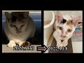 三毛猫モカ【保護から8日経過】