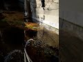 how sunlight came down to my IndoorPlantedPond #plantedaquarium #community #diypond