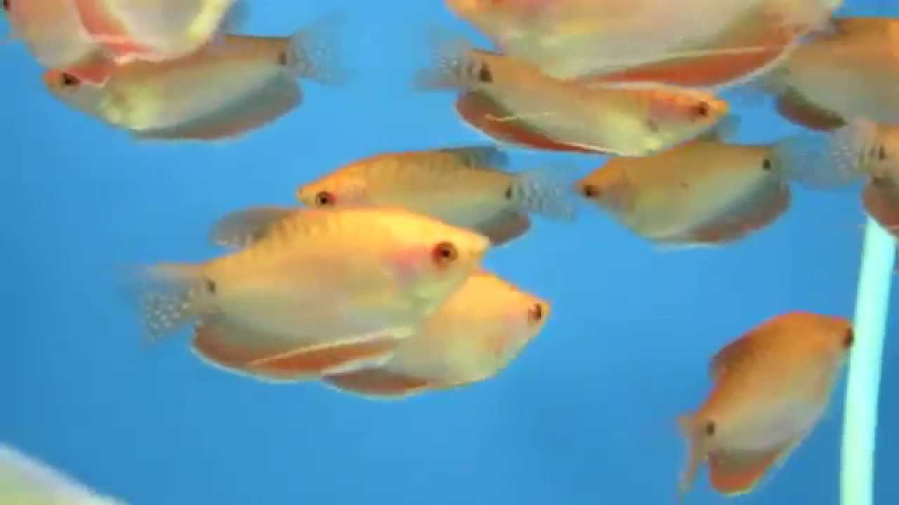 Аквариумная рыбка - Гурами Золотой.