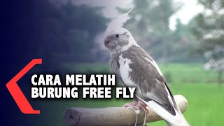 Ini Cara Melatih Burung Free Fly, Burung Bisa Pulang Setelah Terbang Bebas