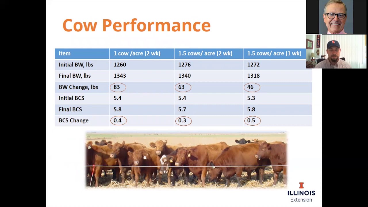 Grazing Cornstalks Meteer