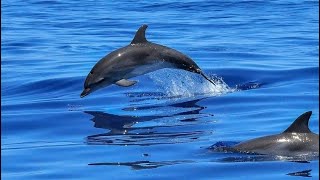 Best of the Best SEA ACTIVITIES - TIP MADEIRA (English) by TIP MADEIRA - CITADELS Paradise 35 views 1 month ago 29 minutes