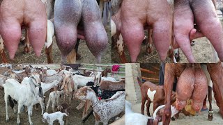 Doodhwali Bakriyan Makkhi Chini Bakriyan