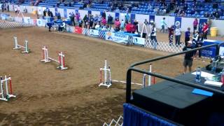 Keebler Jumpers 2016 Agility Championship
