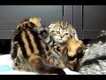 Cute Kittens meowing while playing