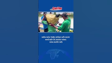 Kiếm nửa triệu đồng mỗi ngày nhờ bắt ốc bươu vàng mùa nước nổi #shorts | NÔNG NGHIỆP SINH THÁI