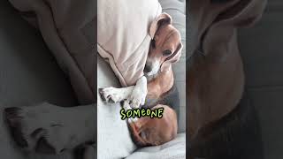 Things I do for my human 🥹 #dog #beagle #puppy #pets #cutedog #dogshorts #funnydogs