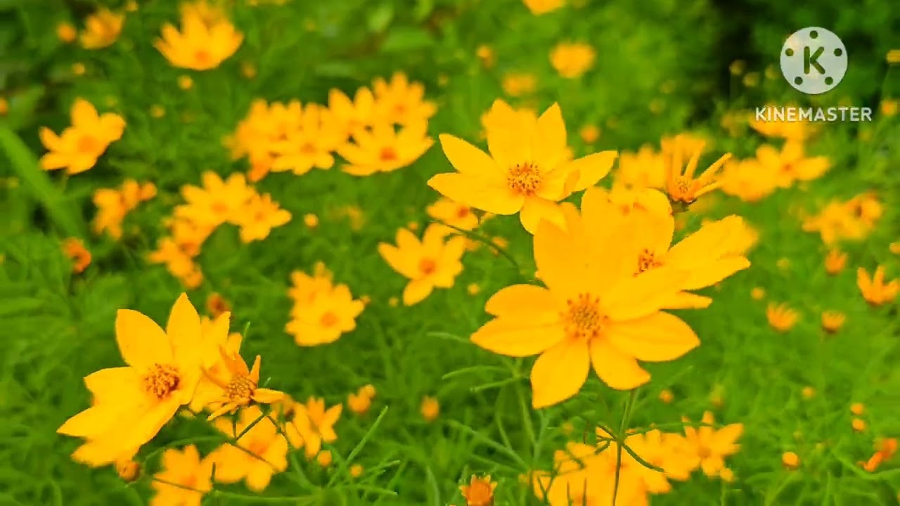 little yellow flowers / coreopsis verticillata flowers  / garden Flowers / nature / usa