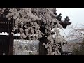 しだれ桜