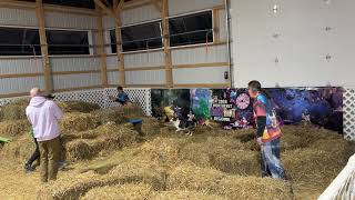 NE Barn Hunt Regional 2026 — Teams 2nd place (Wynnd and Kindle — Team Firestorm)