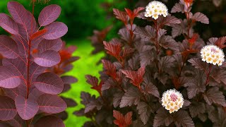 видео: 🌳 ПОСАДИ ЦІ КУЩІ! картинка: 🌳 ПОСАДИ ЦІ КУЩІ!