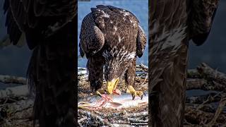 Steller's Sea Egg Hatching Timelapse - 45 Days in 18 Sec 🦅❄️