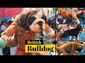British bulldog  galiff street pet market kolkata  dog market in kolkata  gallif street kolkata