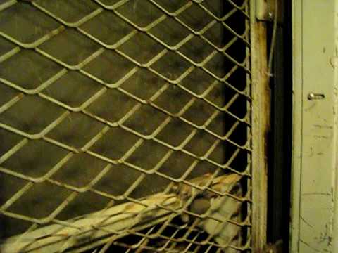 Haughton hydraulic elevator @ Todd Union, Universi...