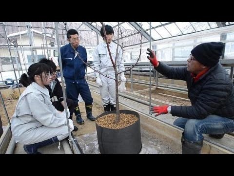 福島の果樹農家 サクランボ試験栽培 Youtube