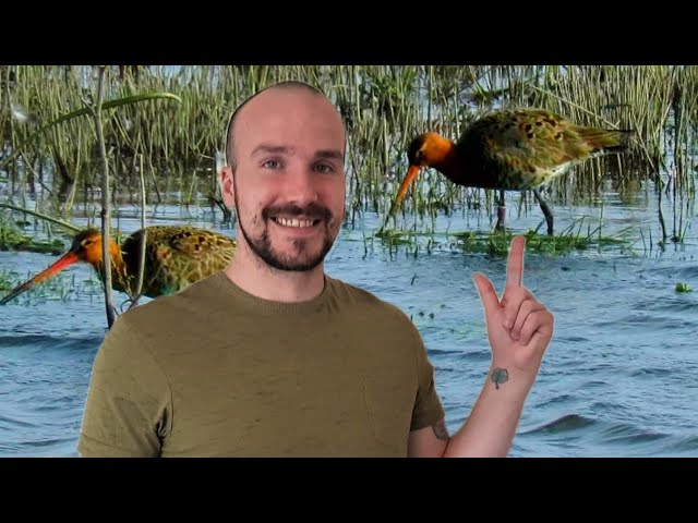 British Wildlife - WADING BIRDS at WWT Welney Wetland Centre class=