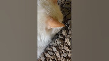 Apex Predator: Survival Kitty | ON3 Jason Salyer