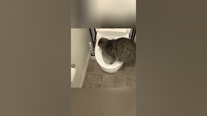 Compilation shorts pt.72 #memes #mem #mems #Funny #Like #猫 #密封件 #물개 #जवानों