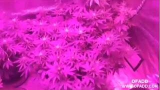 LED kush grow    LED Grow Lights