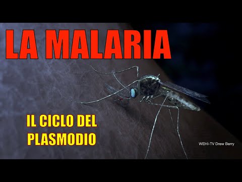 Video: Perché il plasmodio è chiamato parassita della malaria?