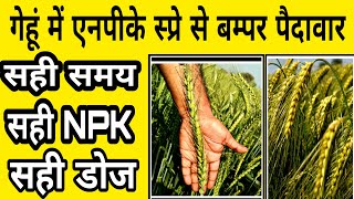 गेहूं में एनपीके स्प्रे से बम्पर पैदावार | Gehu ki kheti | npk fertilizer | गहू लागवड माहिती | Wheat