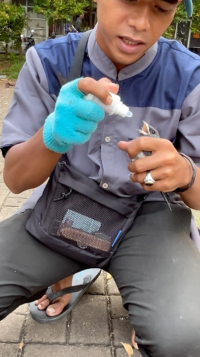 Tutorial cara ngasih vitamin burung kekep babi #freefly #sedikitkreatif #burungkekepbabi
