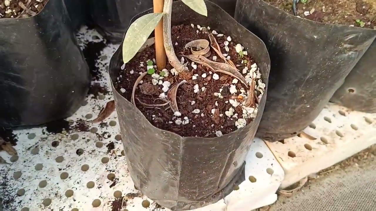 Σύγχρονη αναπαραγωγή ελαιοδένδρων Προδρόμου