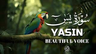 Surah Yasin (Yaseen) for Healing | Relieve Stress, Depression &amp; Anxiety | سورة يس | #surahyaseen