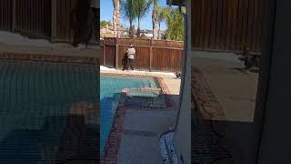Daredevil Dog Runs Across Pool Cover