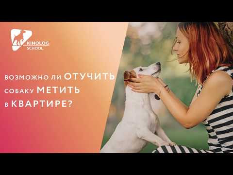 Возможно ли отучить собаку метить в квартире?
